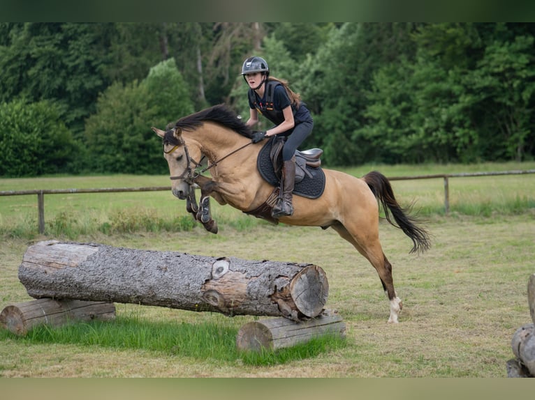 Pony tedesco Castrone 8 Anni 147 cm Falbo in Steinheim am Albuch