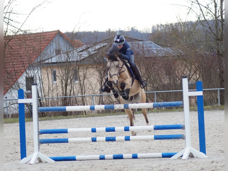 Pony tedesco Castrone 8 Anni 147 cm Falbo in Steinheim am Albuch
