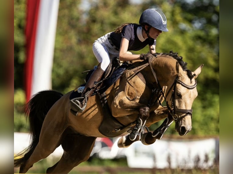 Pony tedesco Castrone 8 Anni 147 cm Falbo in Steinheim am Albuch