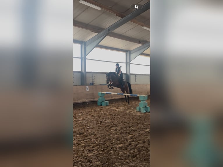 Pony tedesco Castrone 8 Anni 148 cm Baio in Dinslaken
