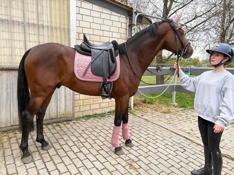 Pony tedesco Castrone 8 Anni 148 cm Baio in Gingen an der Fils