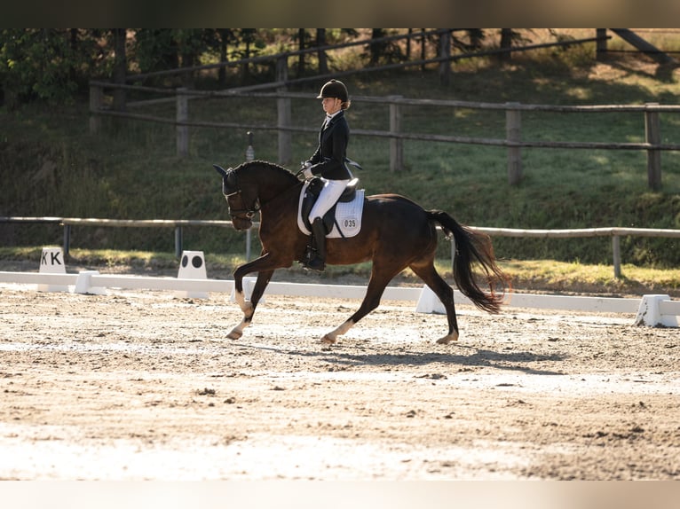 Pony tedesco Castrone 8 Anni 148 cm Baio scuro in Emmerthal