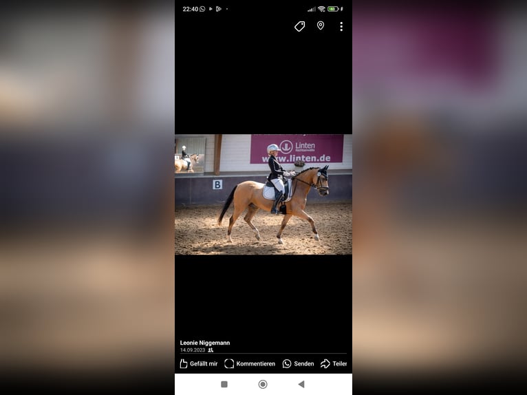 Pony tedesco Castrone 8 Anni 148 cm Falbo in Essen