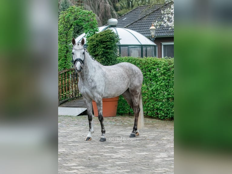 Pony tedesco Castrone 8 Anni 148 cm Grigio pezzato in Friesoythe