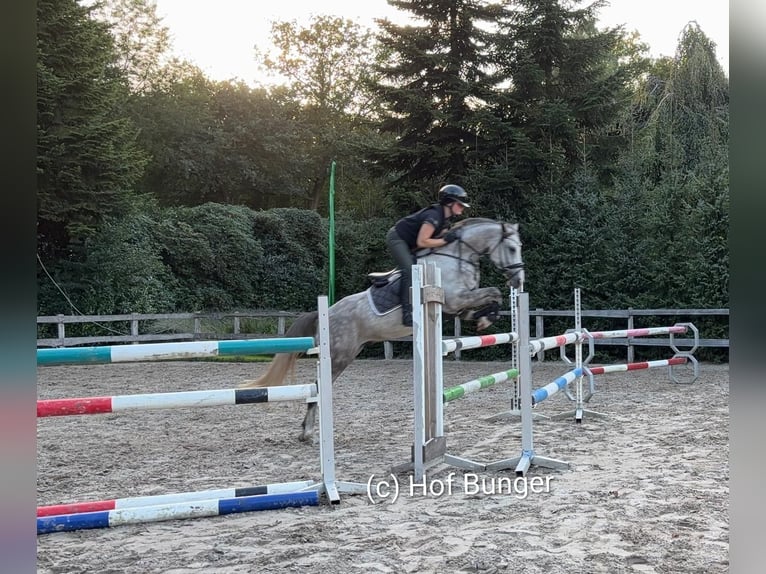 Pony tedesco Castrone 8 Anni 148 cm Grigio pezzato in Friesoythe