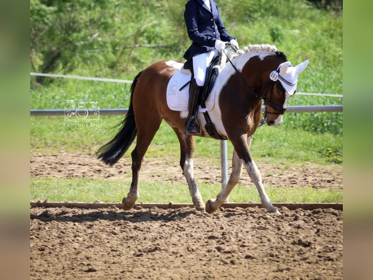 Pony tedesco Castrone 8 Anni 148 cm Pezzato in Diedrichshagen