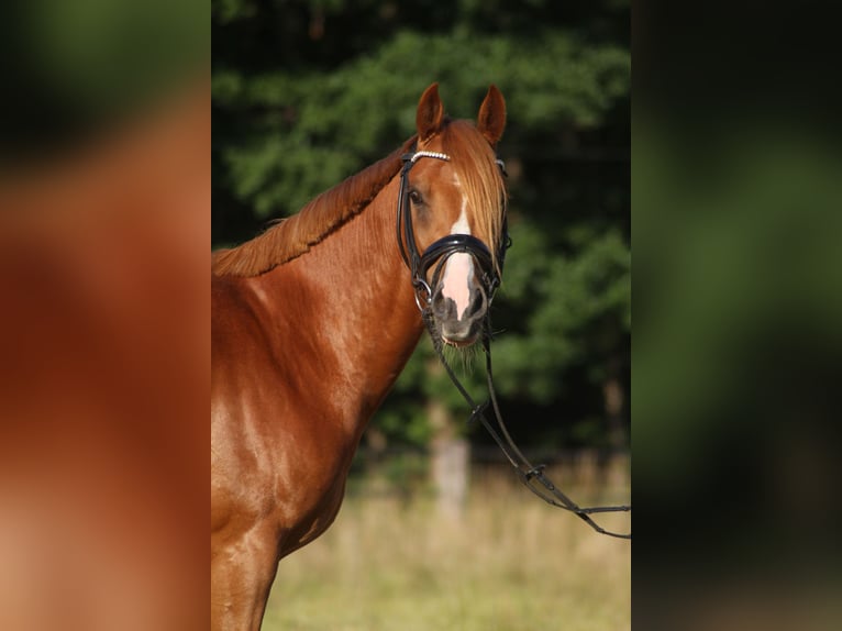 Pony tedesco Castrone 8 Anni 148 cm Sauro in Schwalmtal