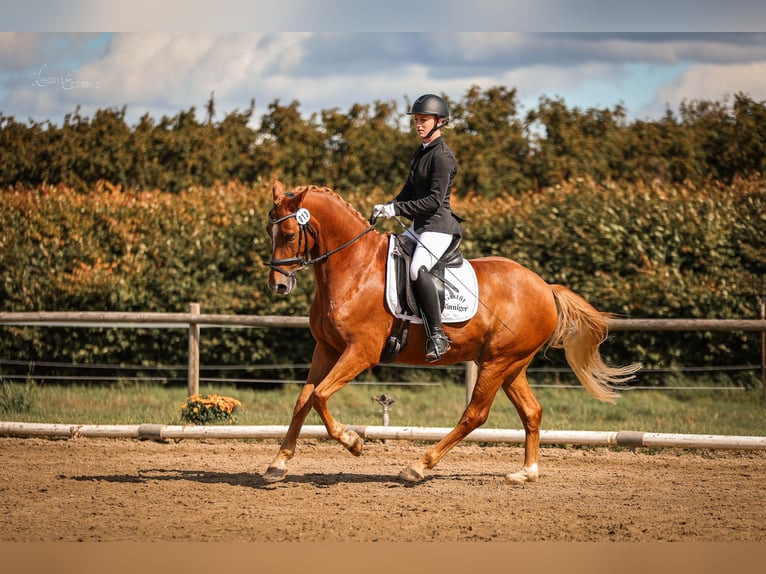 Pony tedesco Castrone 8 Anni 148 cm Sauro in T&#xF6;nisvorst
