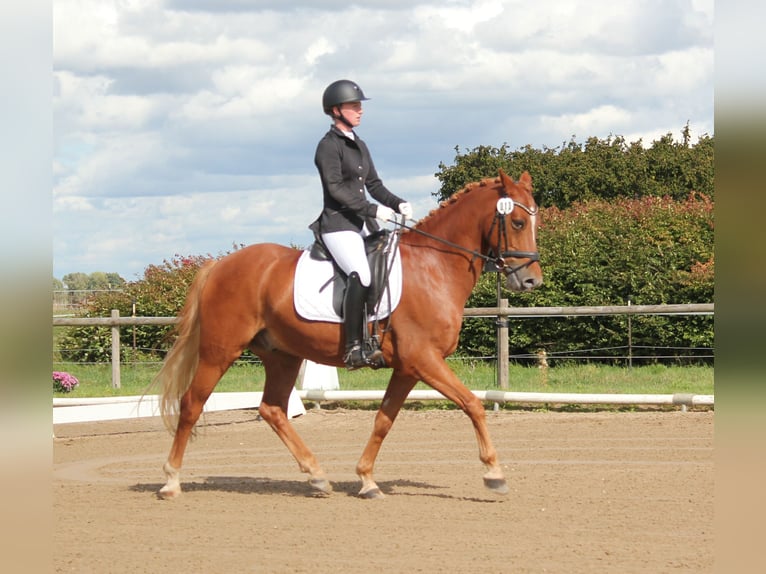 Pony tedesco Castrone 8 Anni 148 cm Sauro in T&#xF6;nisvorst