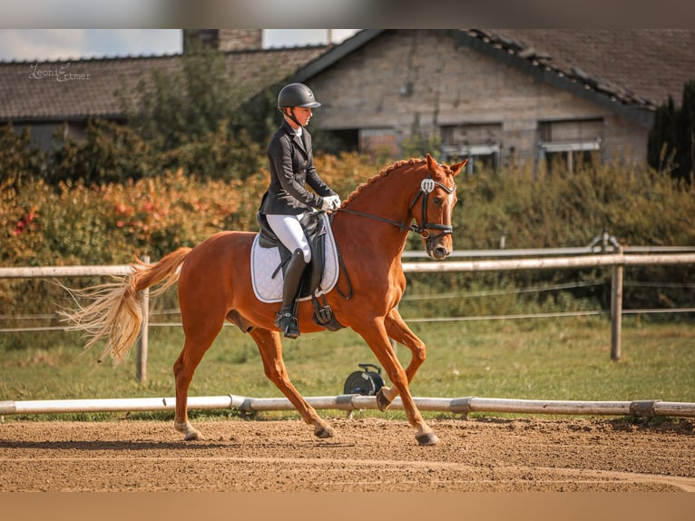 Pony tedesco Castrone 8 Anni 148 cm Sauro in T&#xF6;nisvorst
