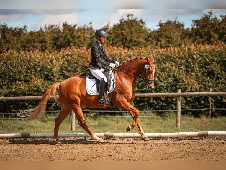 Pony tedesco Castrone 8 Anni 148 cm Sauro in T&#xF6;nisvorst