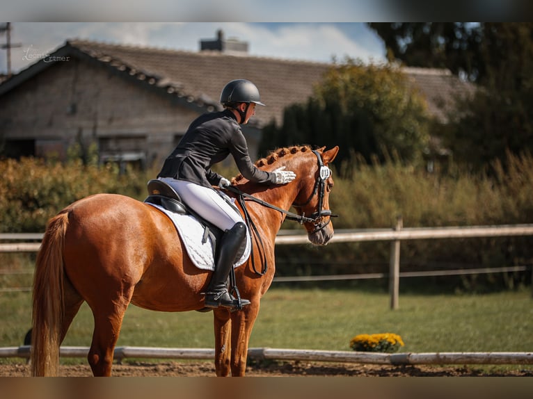Pony tedesco Castrone 8 Anni 148 cm Sauro in T&#xF6;nisvorst