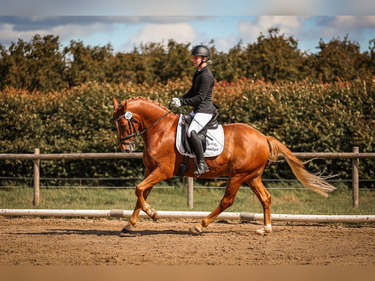 Pony tedesco Castrone 8 Anni 148 cm Sauro in T&#xF6;nisvorst