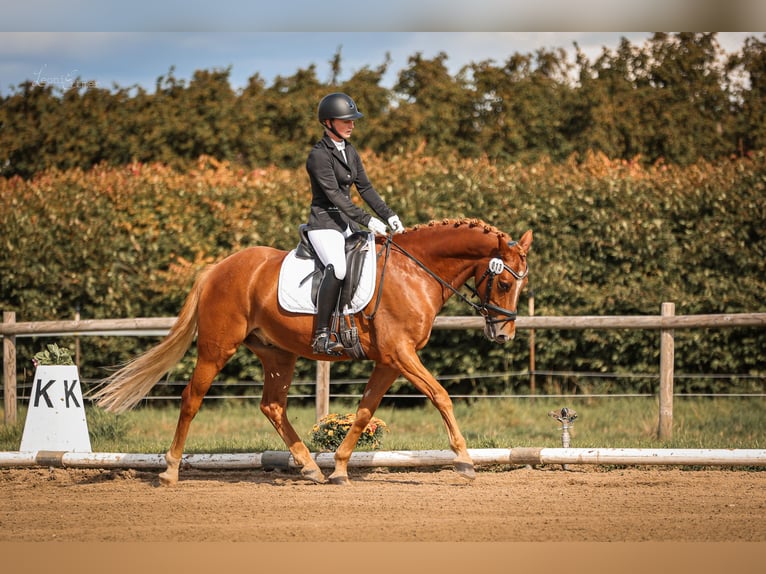Pony tedesco Castrone 8 Anni 148 cm Sauro in T&#xF6;nisvorst