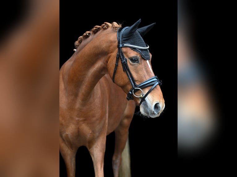 Pony tedesco Castrone 8 Anni 148 cm Sauro in T&#xF6;nisvorst