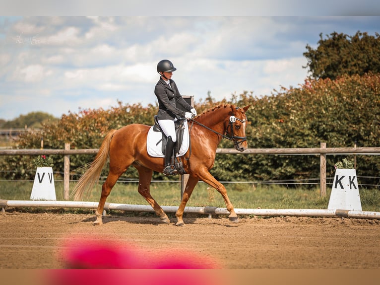 Pony tedesco Castrone 8 Anni 148 cm Sauro in T&#xF6;nisvorst