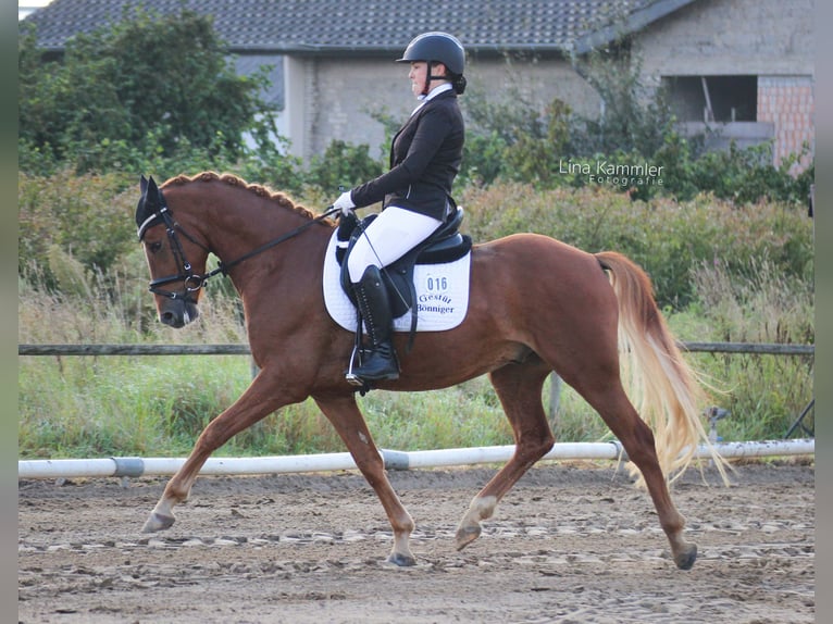 Pony tedesco Castrone 8 Anni 148 cm Sauro in T&#xF6;nisvorst