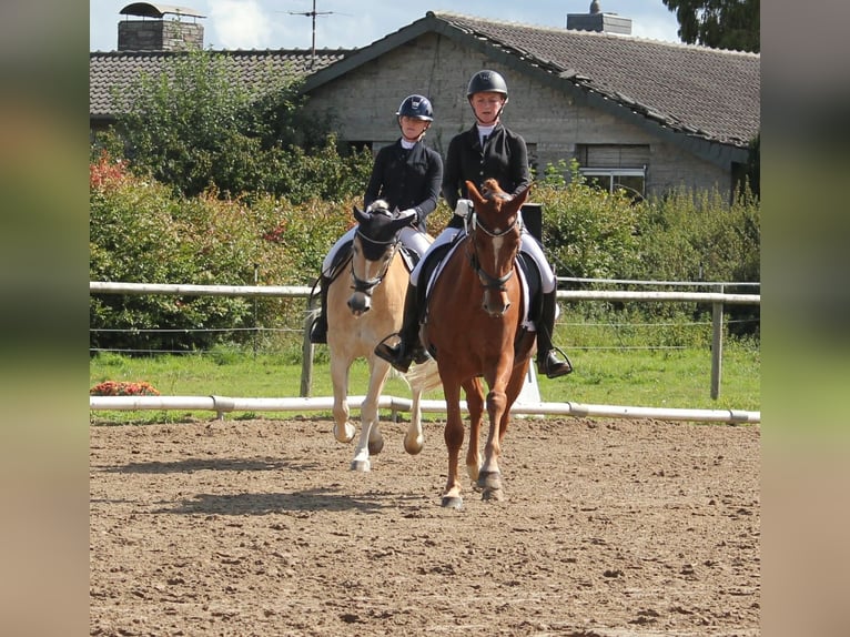 Pony tedesco Castrone 8 Anni 148 cm Sauro in T&#xF6;nisvorst