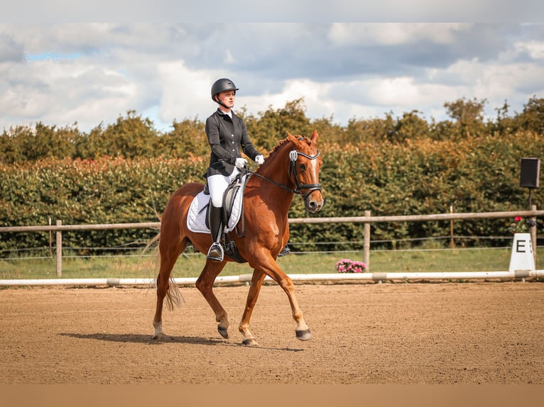 Pony tedesco Castrone 8 Anni 148 cm Sauro in T&#xF6;nisvorst