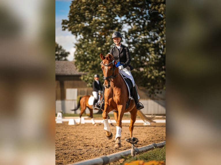 Pony tedesco Castrone 8 Anni 148 cm Sauro in T&#xF6;nisvorst