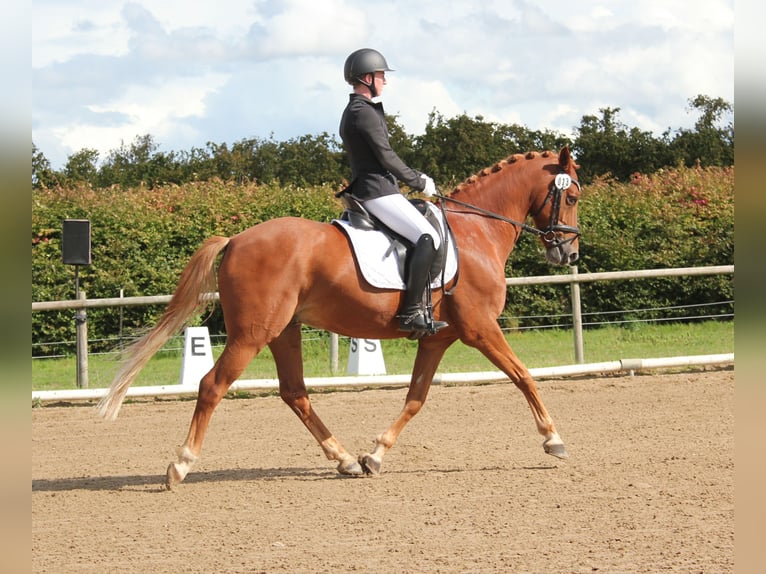 Pony tedesco Castrone 8 Anni 148 cm Sauro in T&#xF6;nisvorst