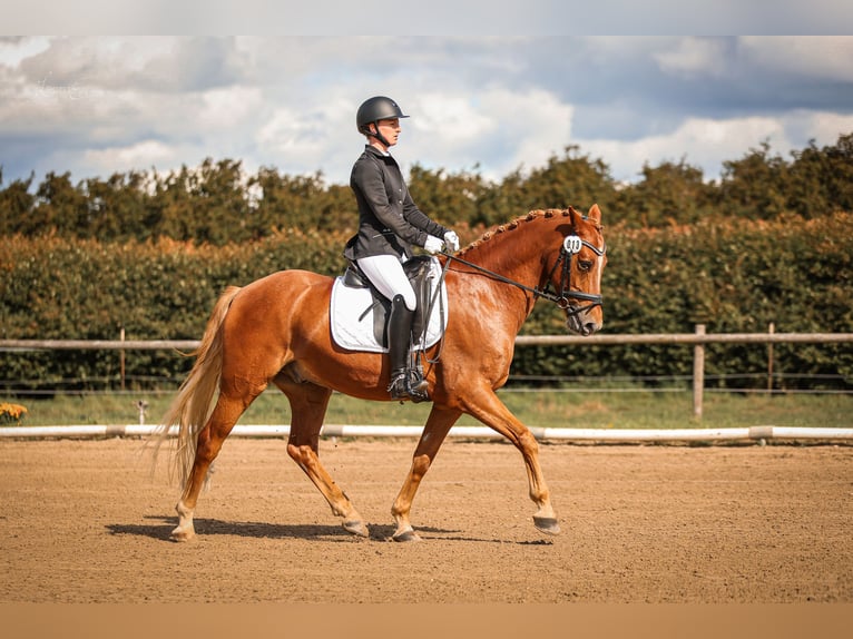 Pony tedesco Castrone 8 Anni 148 cm Sauro in T&#xF6;nisvorst