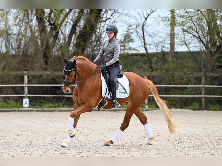 Pony tedesco Castrone 8 Anni 148 cm Sauro in T&#xF6;nisvorst