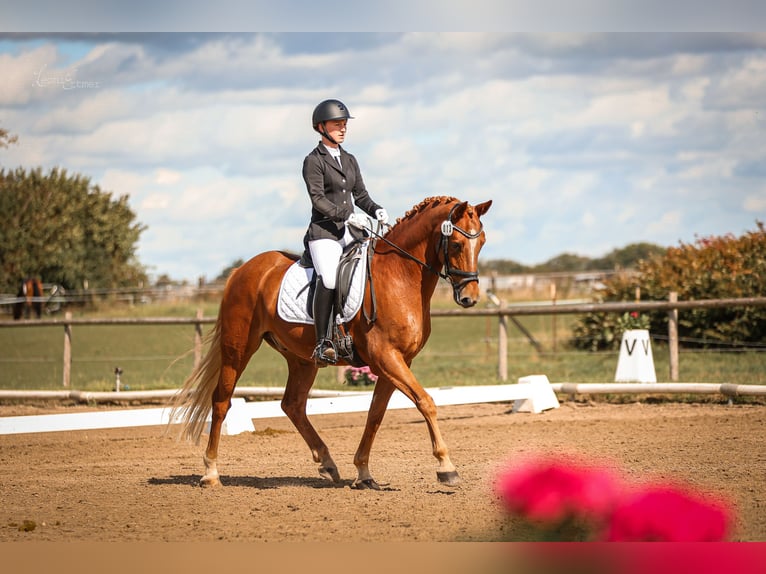 Pony tedesco Castrone 8 Anni 148 cm Sauro in T&#xF6;nisvorst