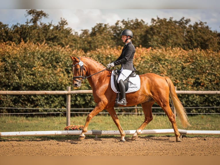 Pony tedesco Castrone 8 Anni 148 cm Sauro in T&#xF6;nisvorst