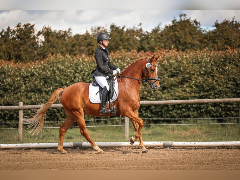 Pony tedesco Castrone 8 Anni 148 cm Sauro in T&#xF6;nisvorst