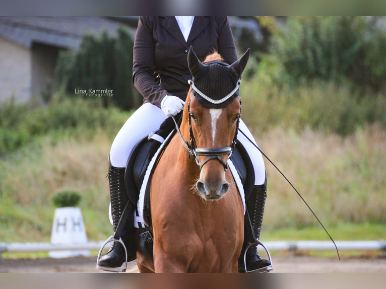 Pony tedesco Castrone 8 Anni 148 cm Sauro in T&#xF6;nisvorst