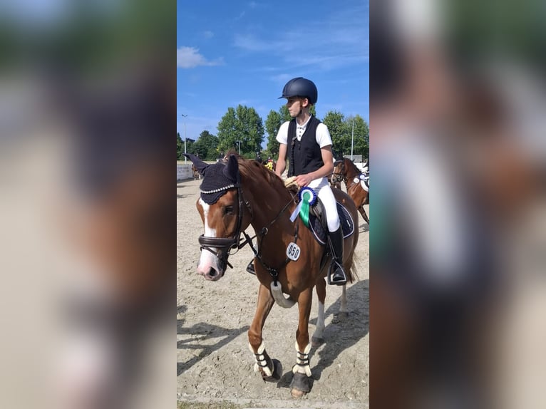 Pony tedesco Castrone 8 Anni 148 cm Sauro in Horst Pony tedesco Castrone 8 Anni 148 cm Sauro in Horst