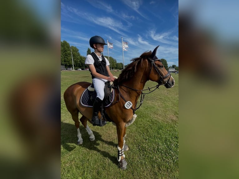 Pony tedesco Castrone 8 Anni 148 cm Sauro in Horst Pony tedesco Castrone 8 Anni 148 cm Sauro in Horst