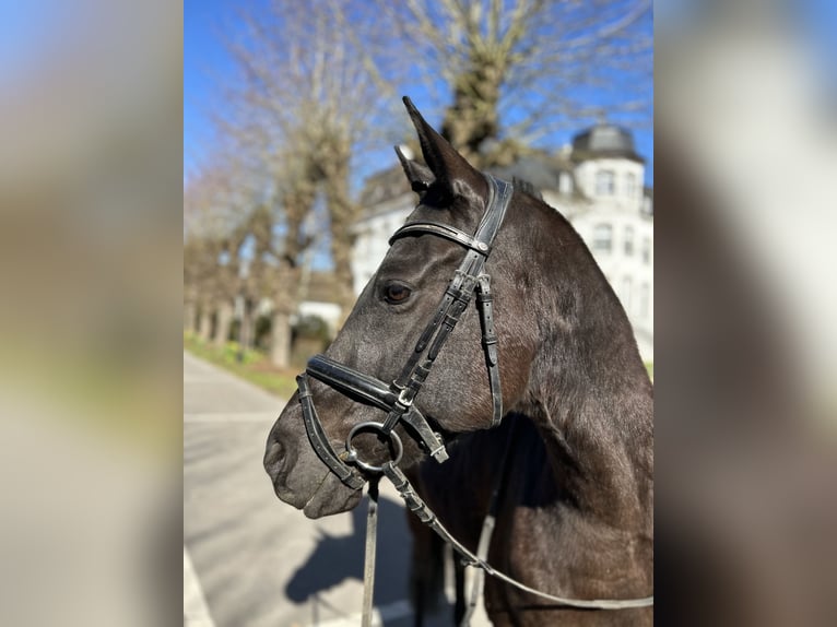 Pony tedesco Castrone 8 Anni 150 cm Morello in Übach-Palenberg