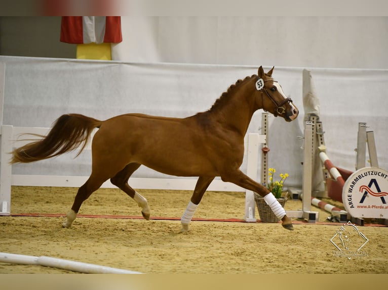 Pony tedesco Castrone 8 Anni 150 cm Sauro in Wien, Leopoldstadt