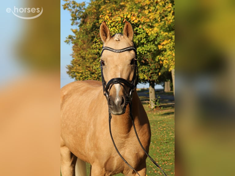 Pony tedesco Castrone 8 Anni 152 cm Palomino in Nörten-Hardenberg