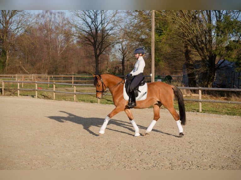 Pony tedesco Castrone 8 Anni 153 cm  in Wedemark
