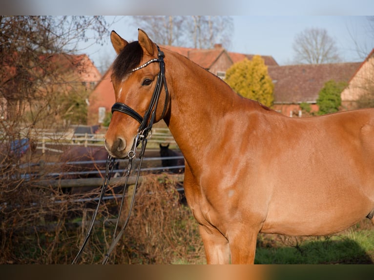 Pony tedesco Castrone 8 Anni 153 cm  in Wedemark