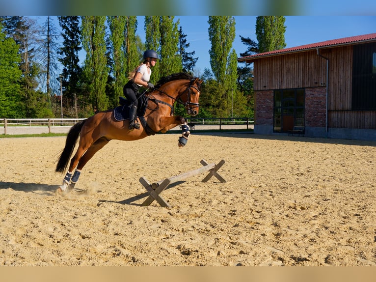Pony tedesco Castrone 8 Anni 153 cm Falbo in WedemarkWedemark