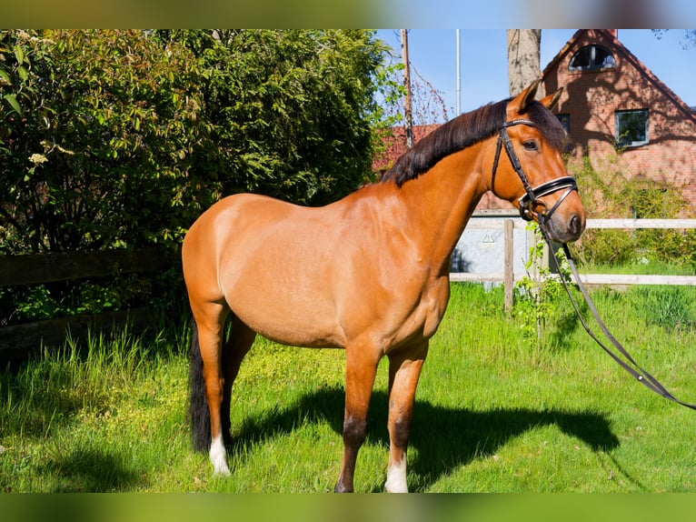 Pony tedesco Castrone 8 Anni 153 cm Falbo in WedemarkWedemark