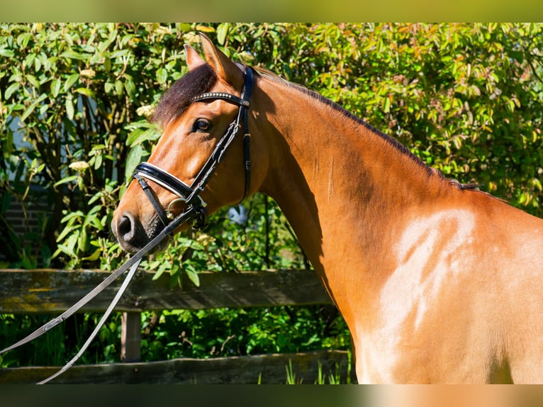 Pony tedesco Castrone 8 Anni 153 cm Falbo in WedemarkWedemark