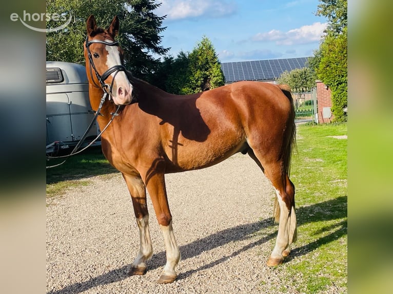 Pony tedesco Castrone 8 Anni 153 cm Sauro in AlpenAlpen