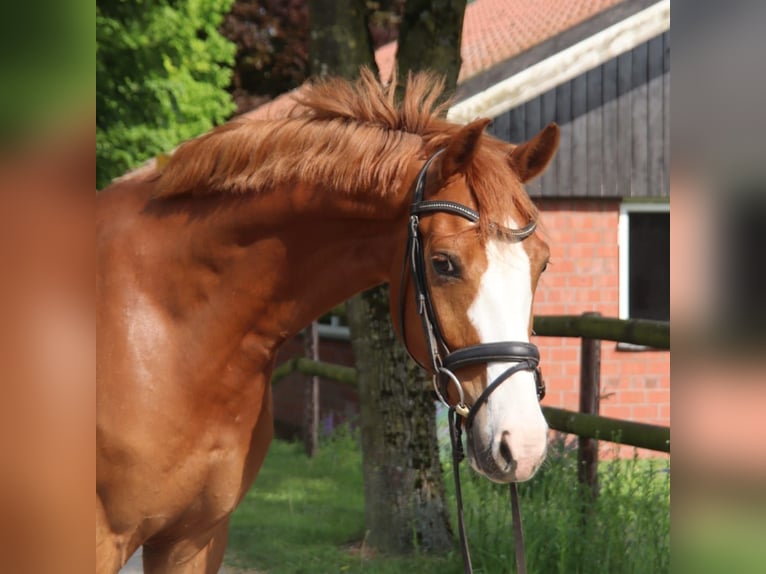 Pony tedesco Castrone 8 Anni 153 cm Sauro in Dülmen