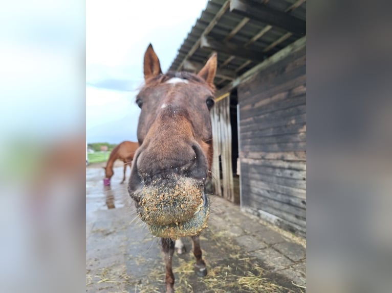 Pony tedesco Castrone 8 Anni 154 cm Sauro scuro in Verl
