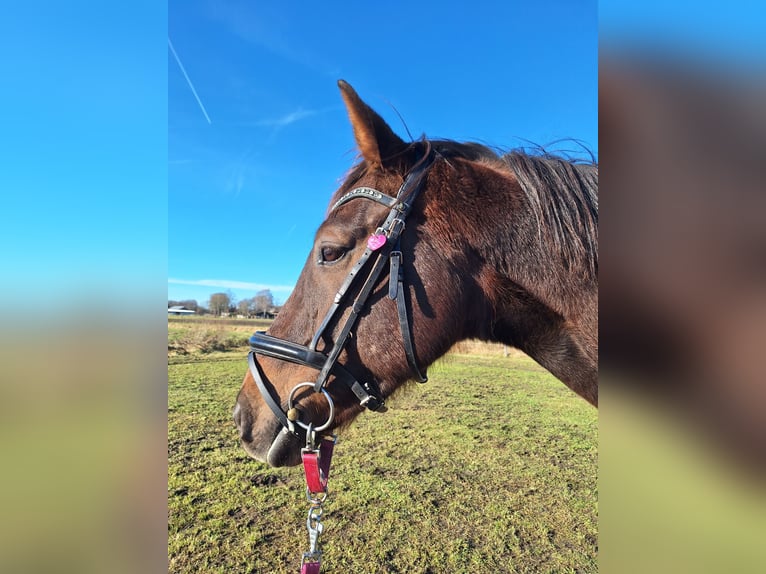 Pony tedesco Castrone 8 Anni 154 cm Sauro scuro in Verl