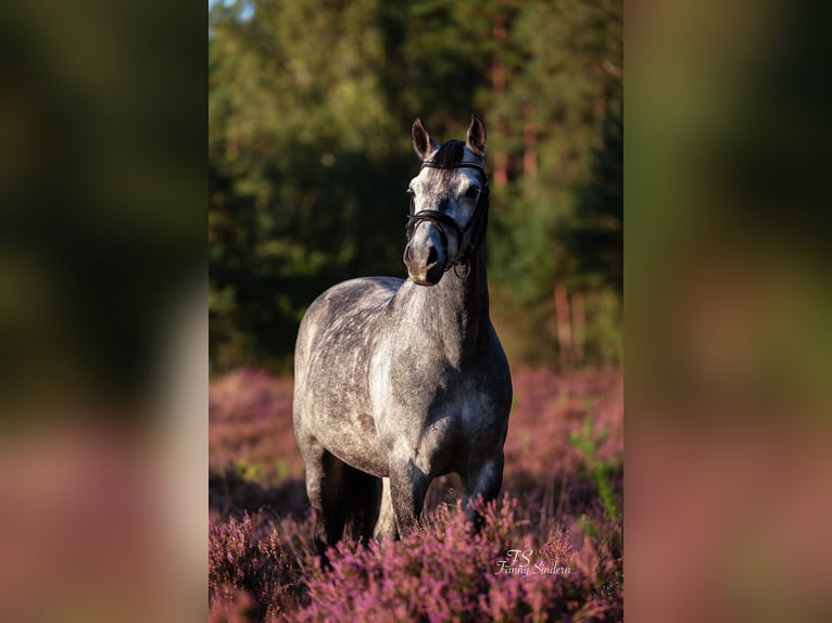 Pony tedesco Castrone 8 Anni 155 cm Grigio in Asendorf