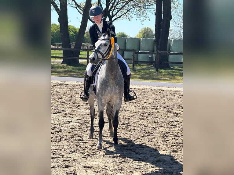 Pony tedesco Castrone 8 Anni 155 cm Grigio in Asendorf