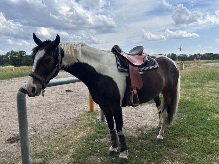 Pony tedesco Mix Castrone 8 Anni 155 cm Pezzato in Zerbst
