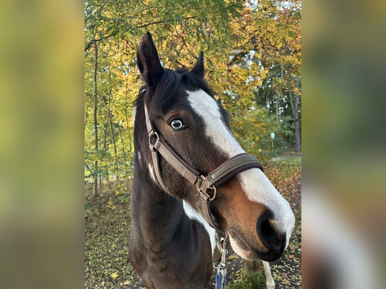 Pony tedesco Mix Castrone 8 Anni 155 cm Pezzato in Zerbst