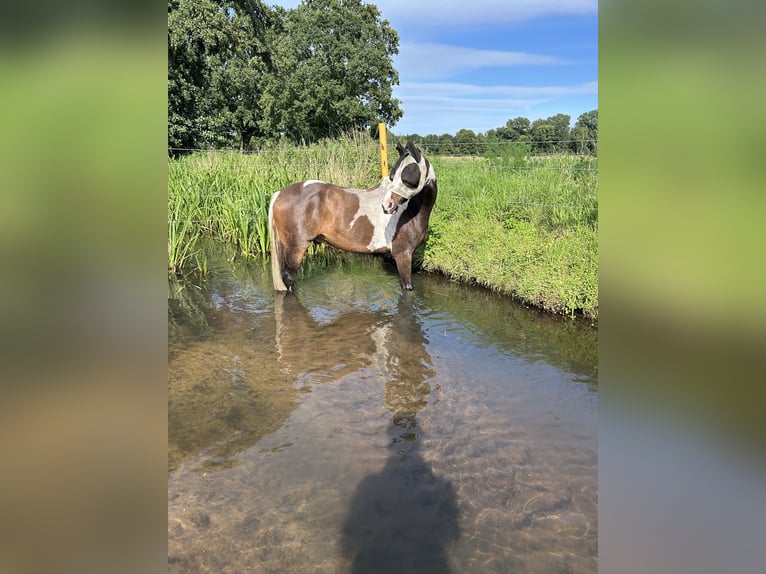 Pony tedesco Mix Castrone 8 Anni 155 cm Pezzato in Zerbst